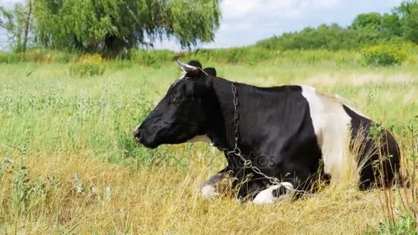 Mucca sdraiata sul prato e mastica erba — Video Stock