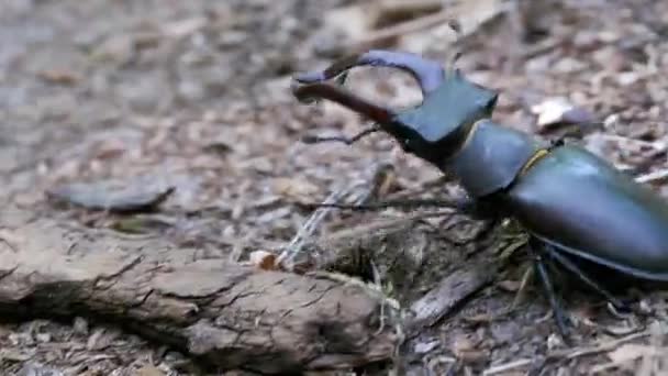 Le cerf coléoptère se glisse sur le sol 