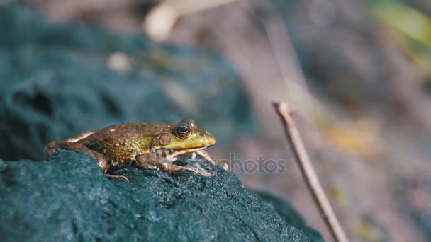 Zielona żaba siedzi na brzegu w pobliżu rzeki — Wideo stockowe