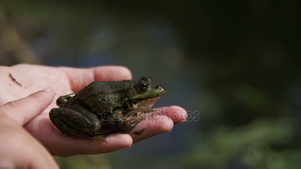 El niño jugando con la rana verde en su mano. Moción lenta — Vídeo de stock