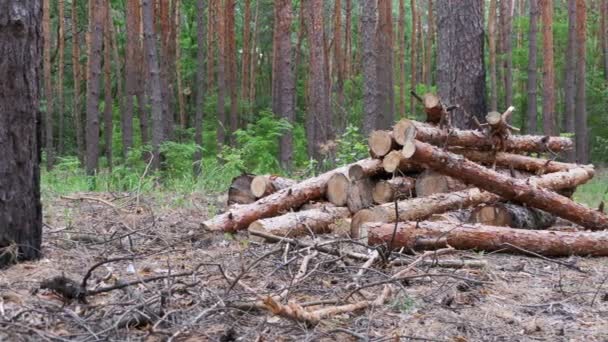 I tronchi tagliati sono impilati in una foresta — Video Stock
