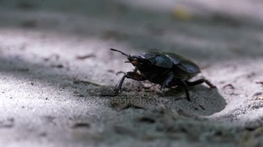 Böceği geyik sürüngenler yere