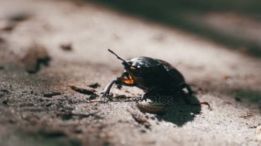 Böceği geyik sürüngenler yere