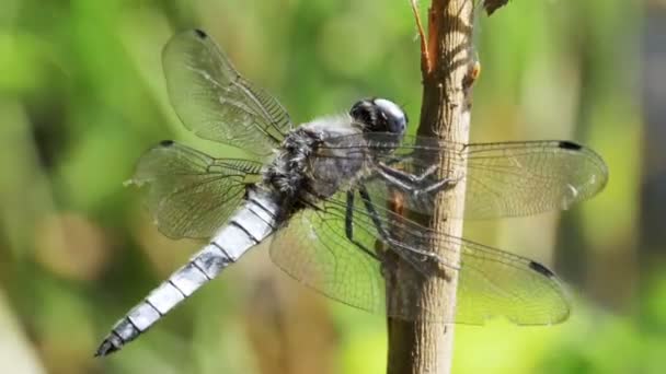 在枝上绿蜻蜓植物背景 — 图库视频影像