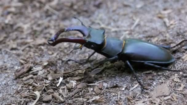 Le cerf coléoptère se glisse sur le sol 