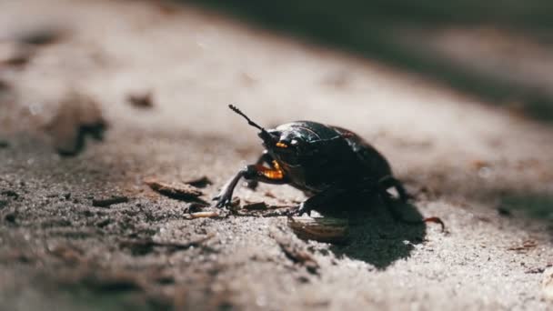 Le cerf coléoptère se glisse sur le sol 