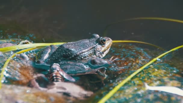 Grüner Frosch sitzt am Ufer des Flusses — Stockvideo