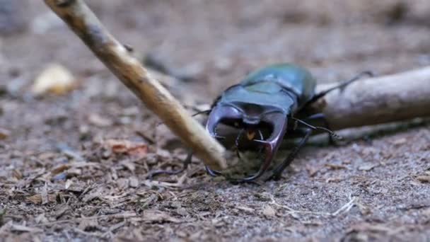 Böceği geyik sürüngenler yere — Stok video