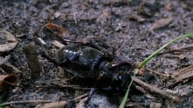 Böceği geyik sürüngenler yere