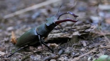 Böceği geyik sürüngenler yere