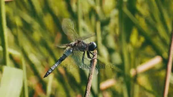 Libélula en una rama en el fondo de plantas verdes — Vídeos de Stock