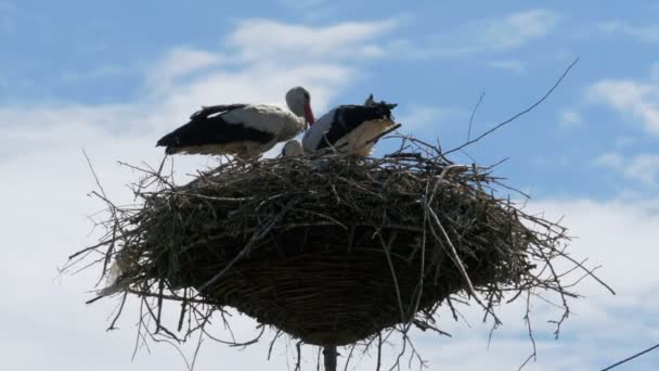 La familia de las cigüeñas en su nido sobre un pilar. Tiempo de caducidad — Vídeos de Stock
