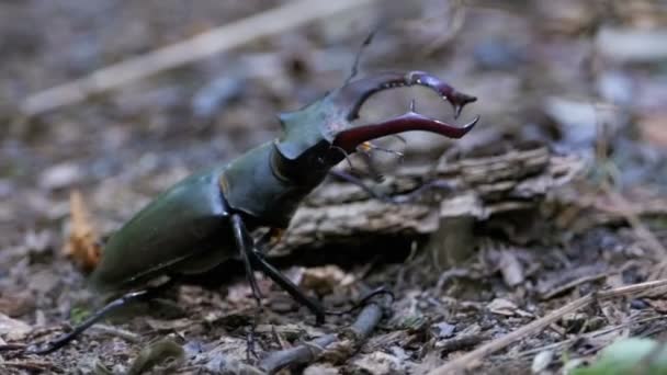 Beetle Deer Creeps on the Ground — Stock Video