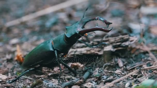 Escarabajo ciervo se arrastra en el suelo — Vídeos de Stock