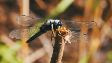 Yusufçuk dal yeşil bitkiler arka plan