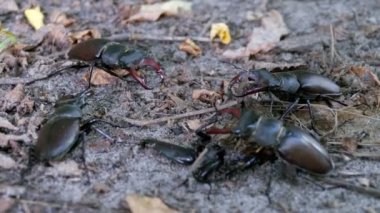 Dört böceği geyik sürüngenler yere