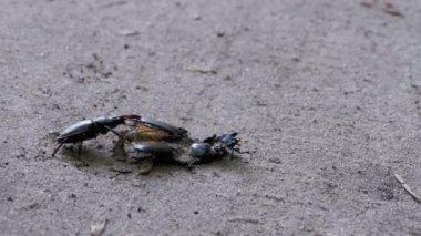 Stag Beetle geyik kırılmış ölü böcek zemin boyunca iter.