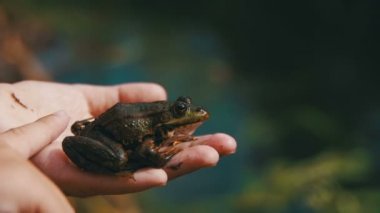 Çocuk oynarken elinde yeşil kurbağa ile. Ağır çekim