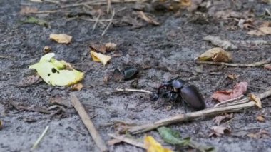Stag Beetle geyik kırılmış ölü böcek zemin boyunca iter.