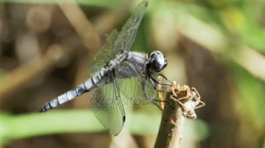 Yusufçuk dal yeşil bitkiler arka plan