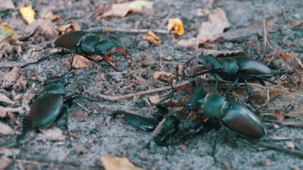 Quatre cerfs coléoptères rampent au sol 