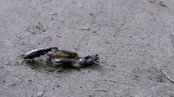 Stag Beetle Deer Pushes a Crushed Dead Beetle along the Ground — Stock Video