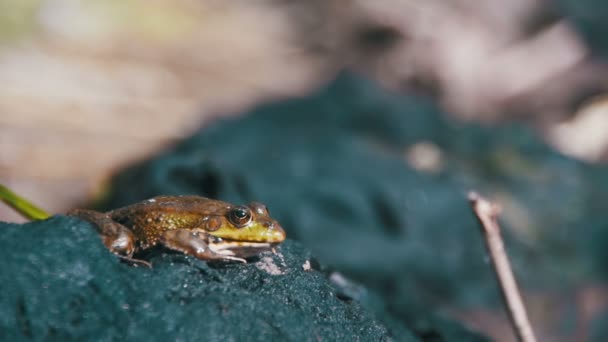 L'enfant a attrapé une grenouille verte près de la rivière. Mouvement lent — Video