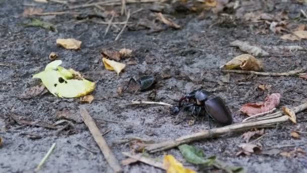 Stag kever herten duwt een geplette dode kever langs de grond — Stockvideo