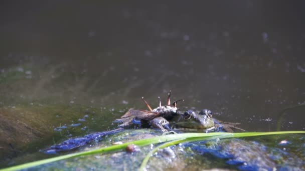 Groene kikker zit aan de oever van een rivier in Water. Slow Motion — Stockvideo