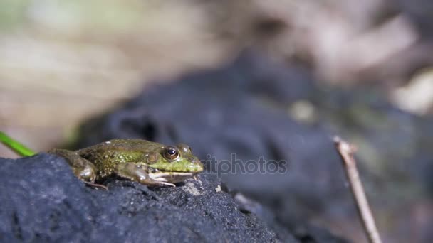 Het kind gevangen een groene kikker door de rivier. Slow Motion — Stockvideo