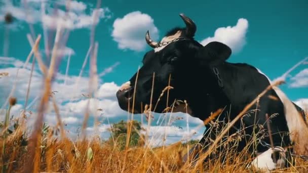 Vaca que jaz no prado e mastiga grama. Movimento lento — Vídeo de Stock