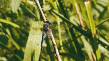 Yusufçuk dal yeşil bitkiler arka plan