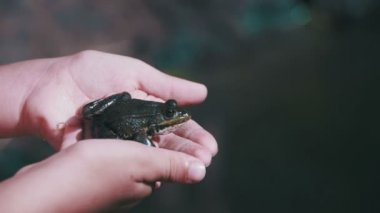 Yeşil kurbağa çocuk elinde oturuyor. Ağır çekim