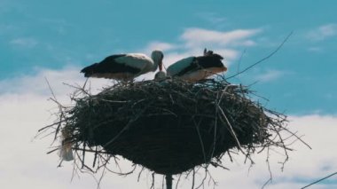 Bir yuva bir ayağı yüksek gerilim üzerinde oturan leylek gökyüzü arka plan satırlarında güç