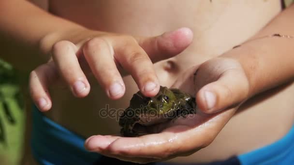 Das Kind streichelt einen grünen Frosch in der Hand — Stockvideo