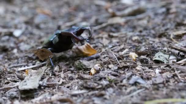 Beetle Deer Creeps on the Ground — Stock Video