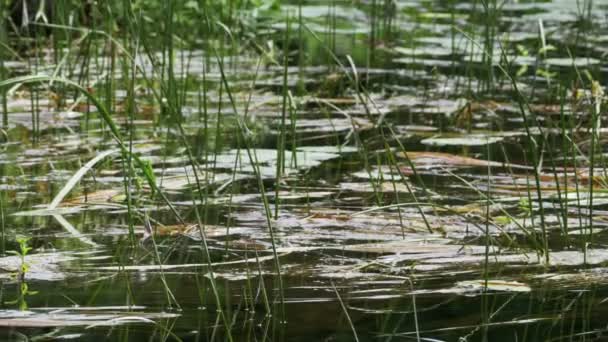 Natuur op de rivier, groene vegetatie en algen op de oevers van de rivier — Stockvideo