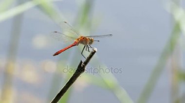 kırmızı yusufçuk bir dalda