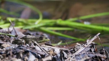 Yeşil kurbağa nehir atlama üzerinde oturmuş, bir su. Ağır çekim