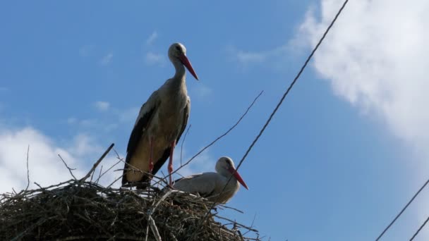 La famille des cigognes dans son nid sur un pilier — Video