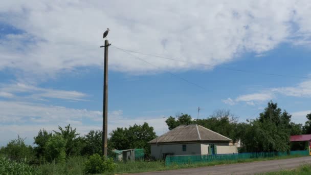 Cigüeña se sienta en un poste en el pueblo y se mueven nubes — Vídeo de stock