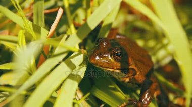 Yeşil kurbağa nehir atlama üzerinde oturmuş, bir su. Ağır çekim