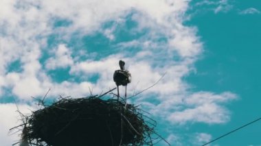 Leylek yuvasına bir ayağı üzerinde ailesinde. Zaman atlamalı