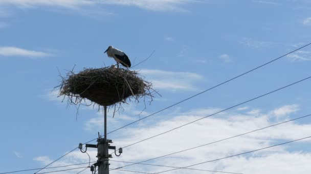 Cigogne dans un nid sur un pilier Lignes électriques à haute tension sur fond de ciel — Video