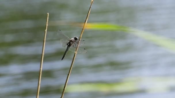 Libellula su un ramo. Rallentatore — Video Stock