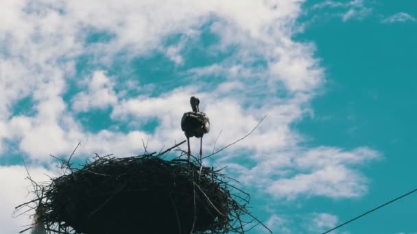 Storchenfamilie in ihrem Nest auf einer Säule. Zeitraffer — Stockvideo
