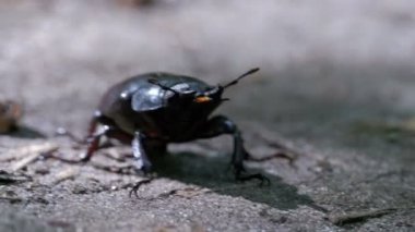 Böceği geyik sürüngenler yere