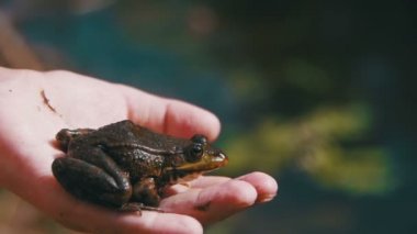 Yeşil kurbağa nehir kıyısında bir çocuk elinde. Ağır çekim