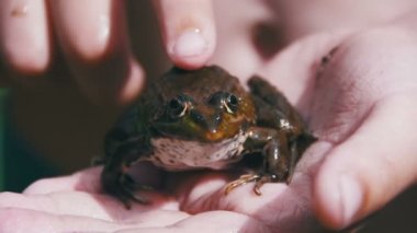 Çocuk elinde bir yeşil kurbağa okşayarak