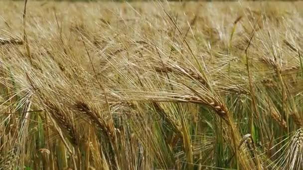 Campo de trigo na aldeia — Vídeo de Stock